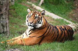 养老虎一年要花多少钱,养老虎一个月要花多少钱