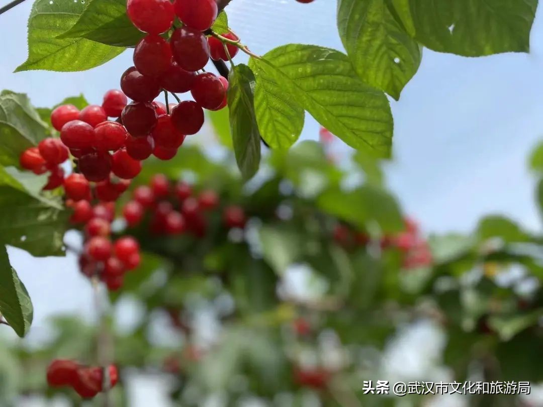 武汉东西湖樱桃采摘园,武汉新洲樱桃采摘园