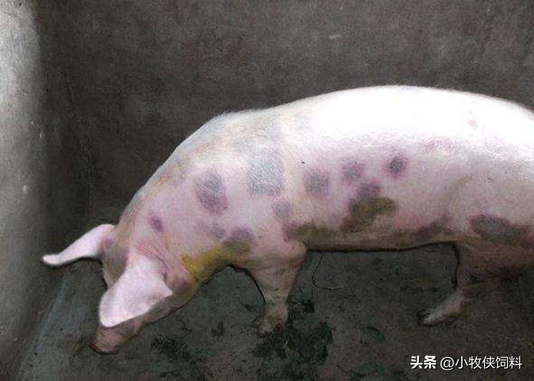 治疗猪丹毒的首选药是什么,猪丹毒有什么防治措施