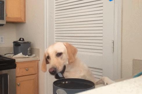 金毛和拉布拉多犬,金毛和拉布拉多犬有什么区别图片