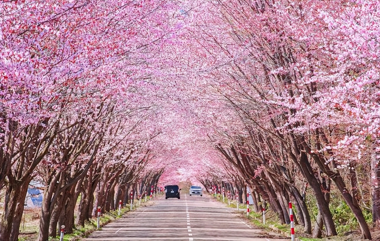 2023日本樱花观赏时间表,日本樱花什么时候观赏最好