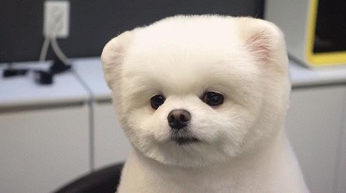 5种宠物店不推荐的狗便宜又好养,这3种狗很可怕有钱都不建议养