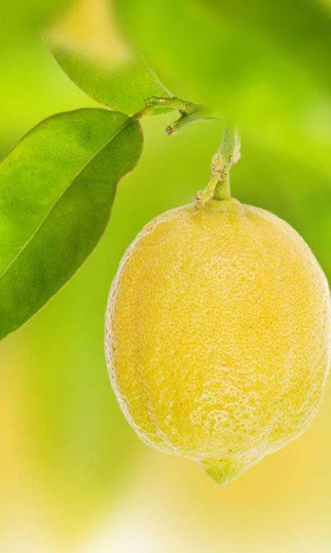 柠檬手机壁纸图片大全,柠檬高清壁纸4k全屏