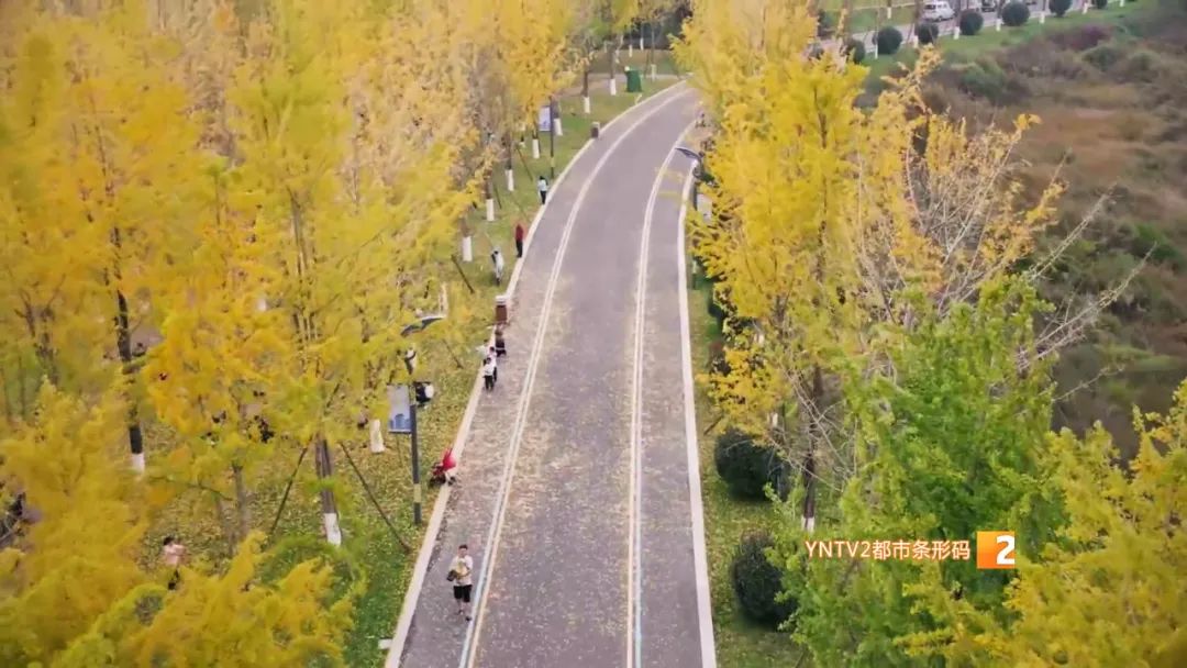 秋天的云南哪里漂亮又美丽,有一种美叫云南的秋天美景