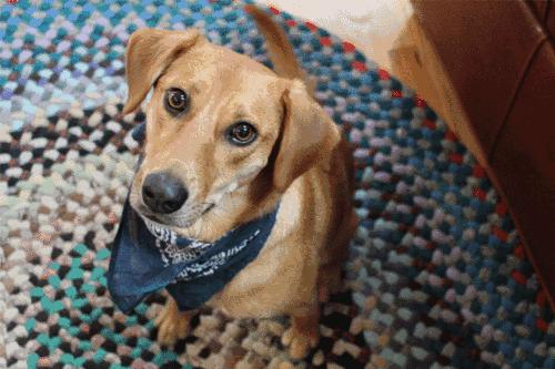 狗狗有小毛病指南,狗狗有这几个坏毛病说明智商高