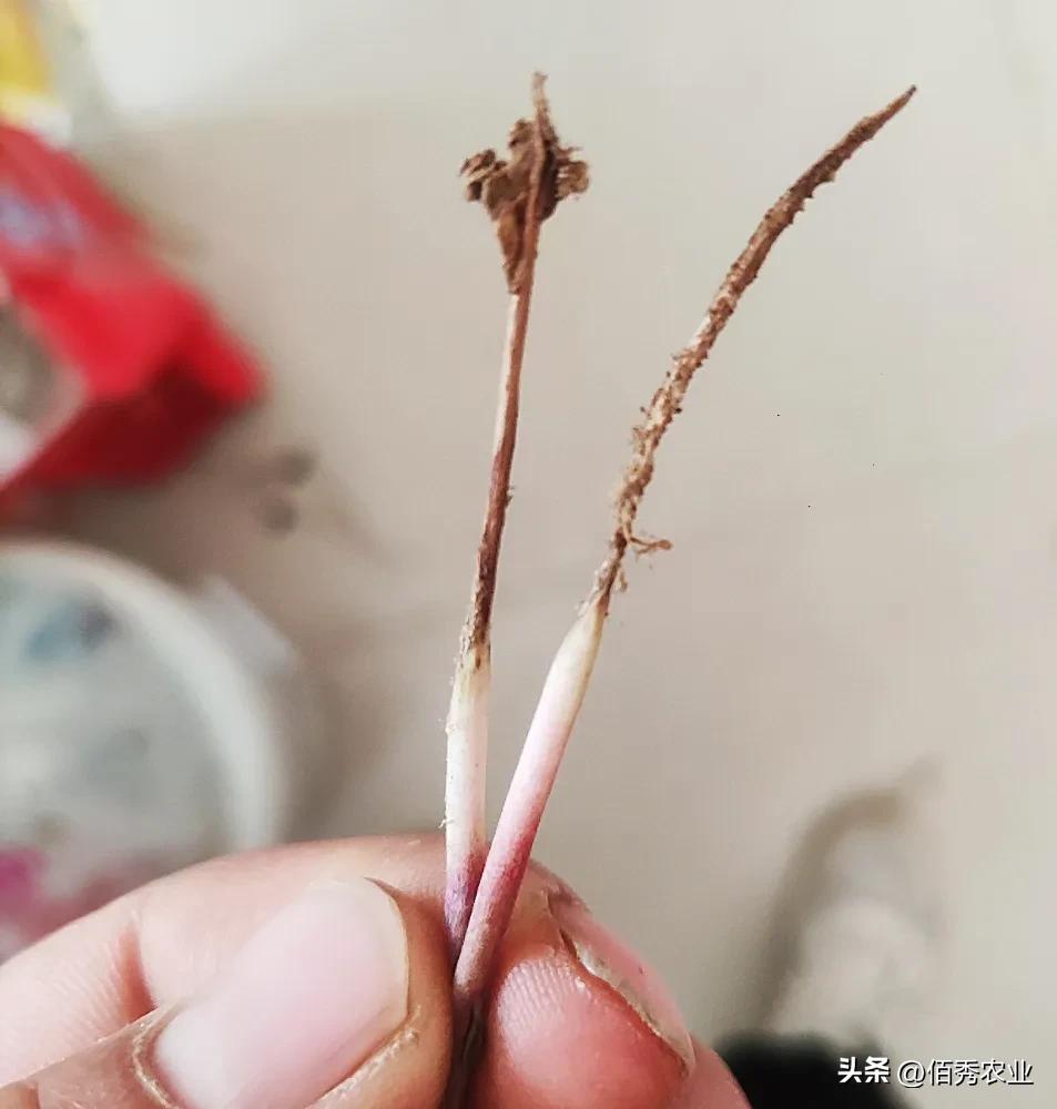 新移栽的牡丹苗叶子打蔫怎么办,牡丹夏季为啥黄叶死苗