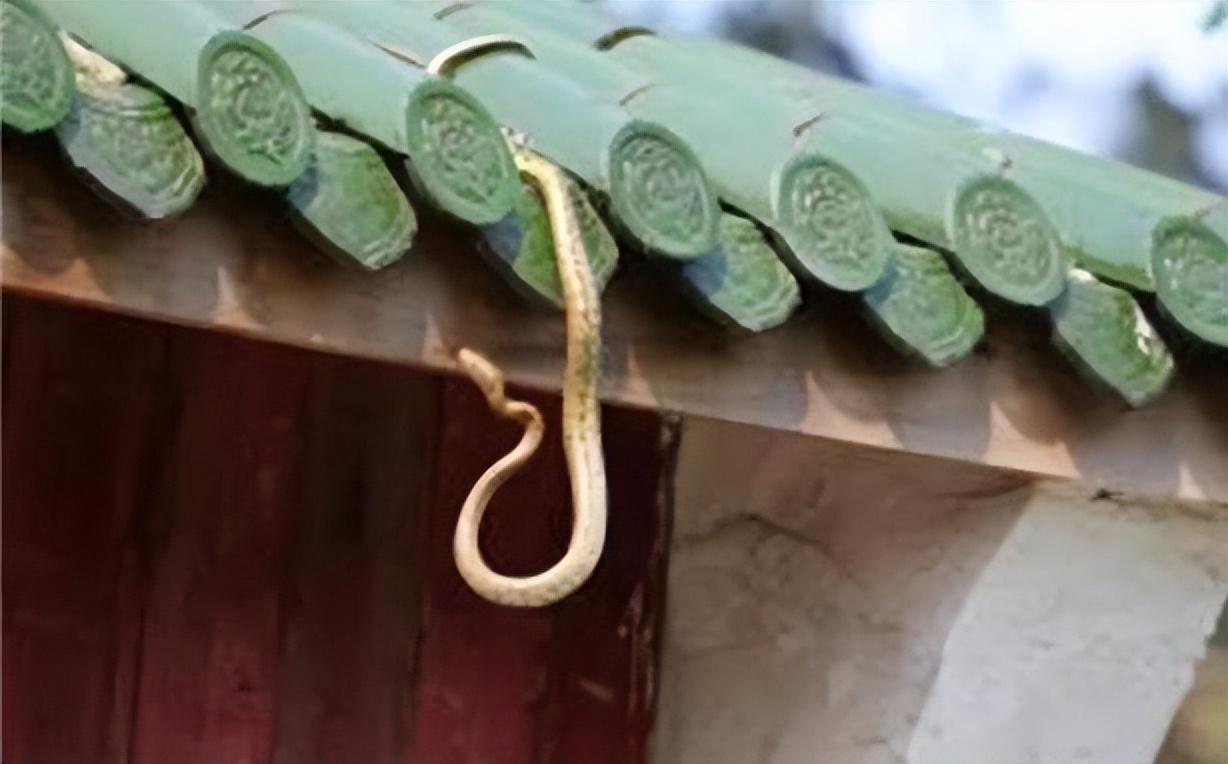 农村老人为什么说，打蛇，要么打死，要么就不要打，这是什么原因