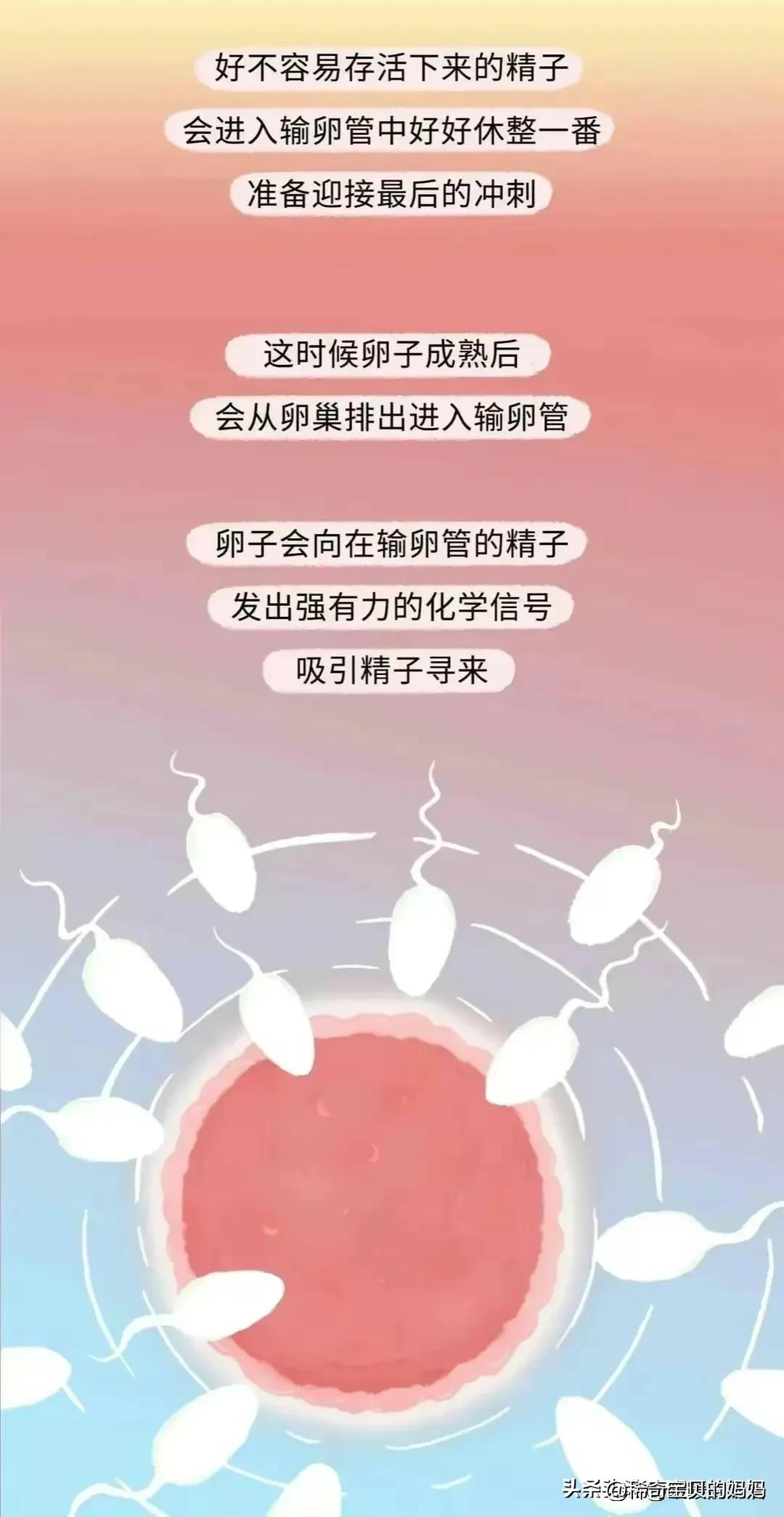 科普知识小蝌蚪怎么成长为青蛙,小蝌蚪动画的成长过程