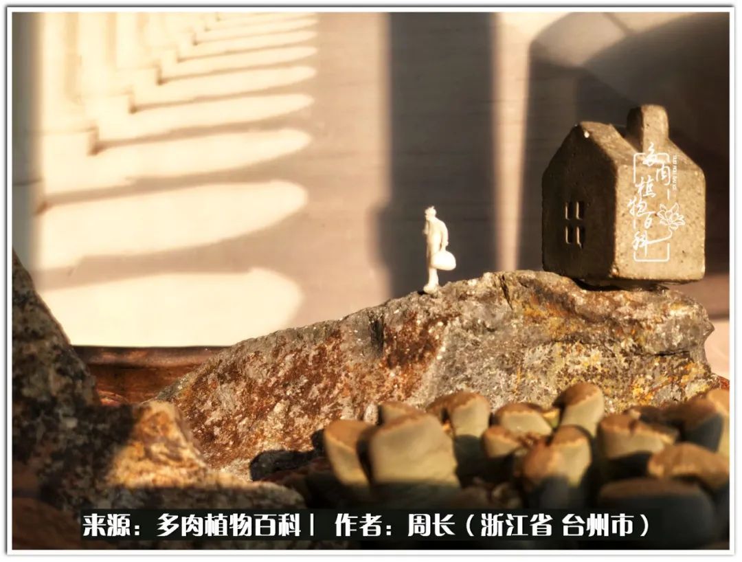 多肉拼盘新手入门,多肉拼盘说说