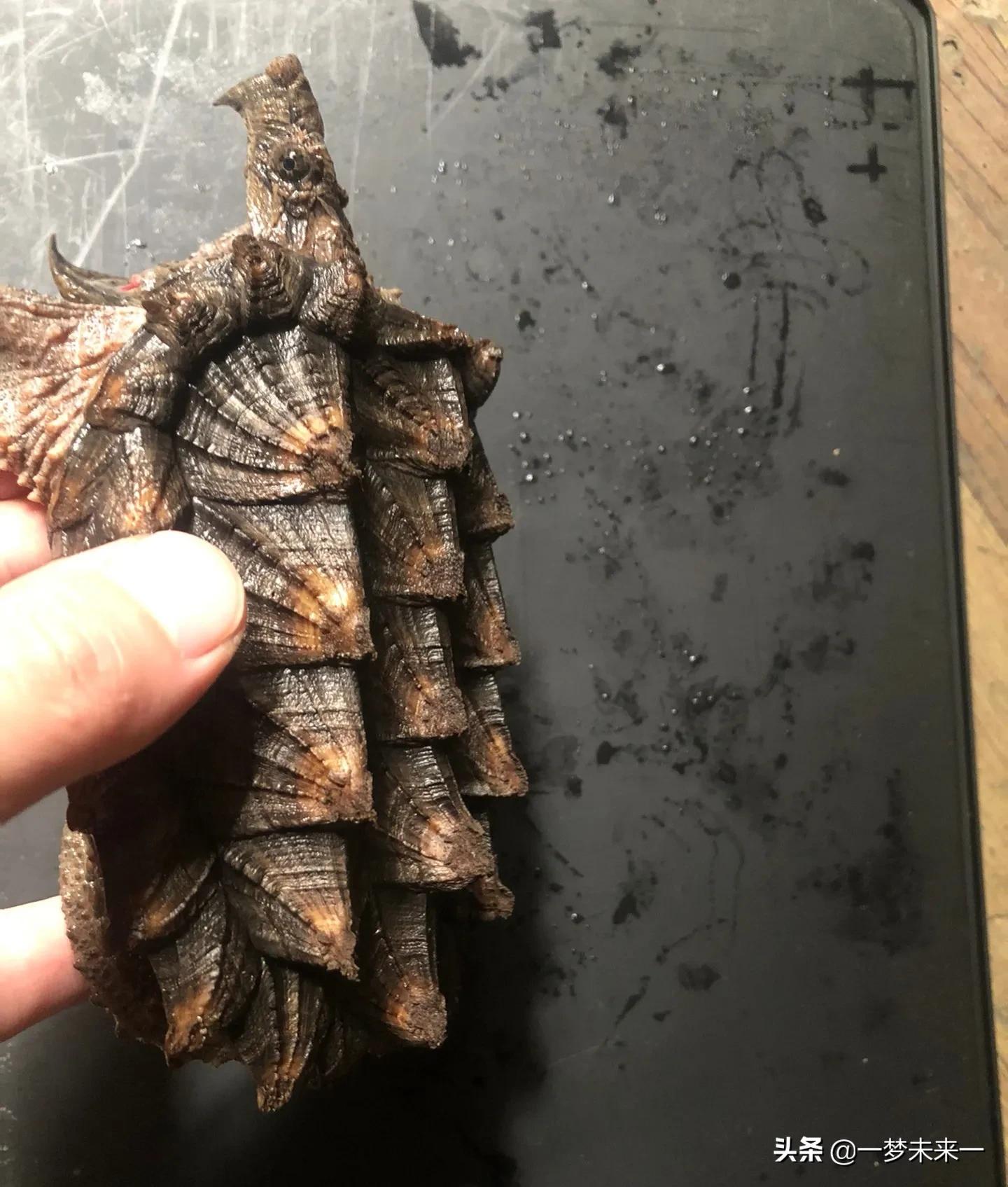 大鳄龟放阳台养还是客厅好,家养鳄龟缸怎么布置