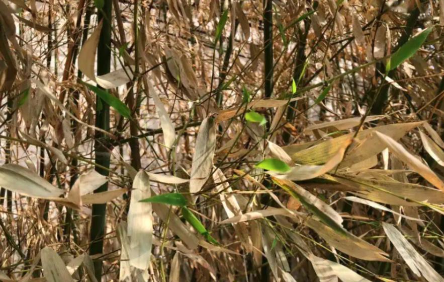 “竹子开花，马上搬家”，竹子开花难道真的是“大灾变”的前兆？