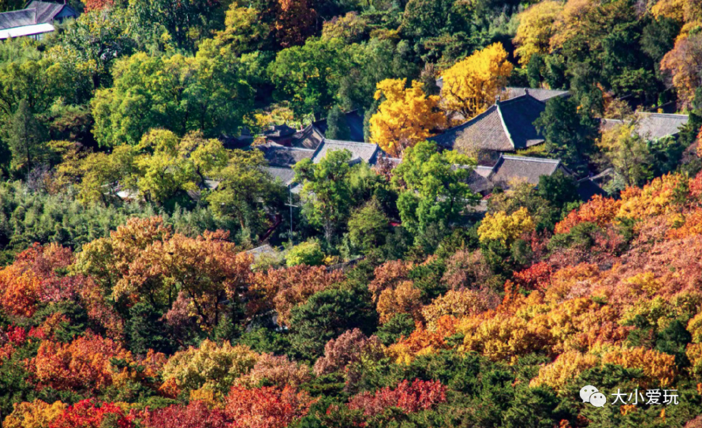 银杏最美的地方,金秋十月最美的银杏