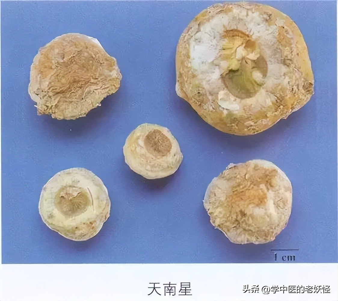 祛风解痉制天南星,中医天南星主治功效