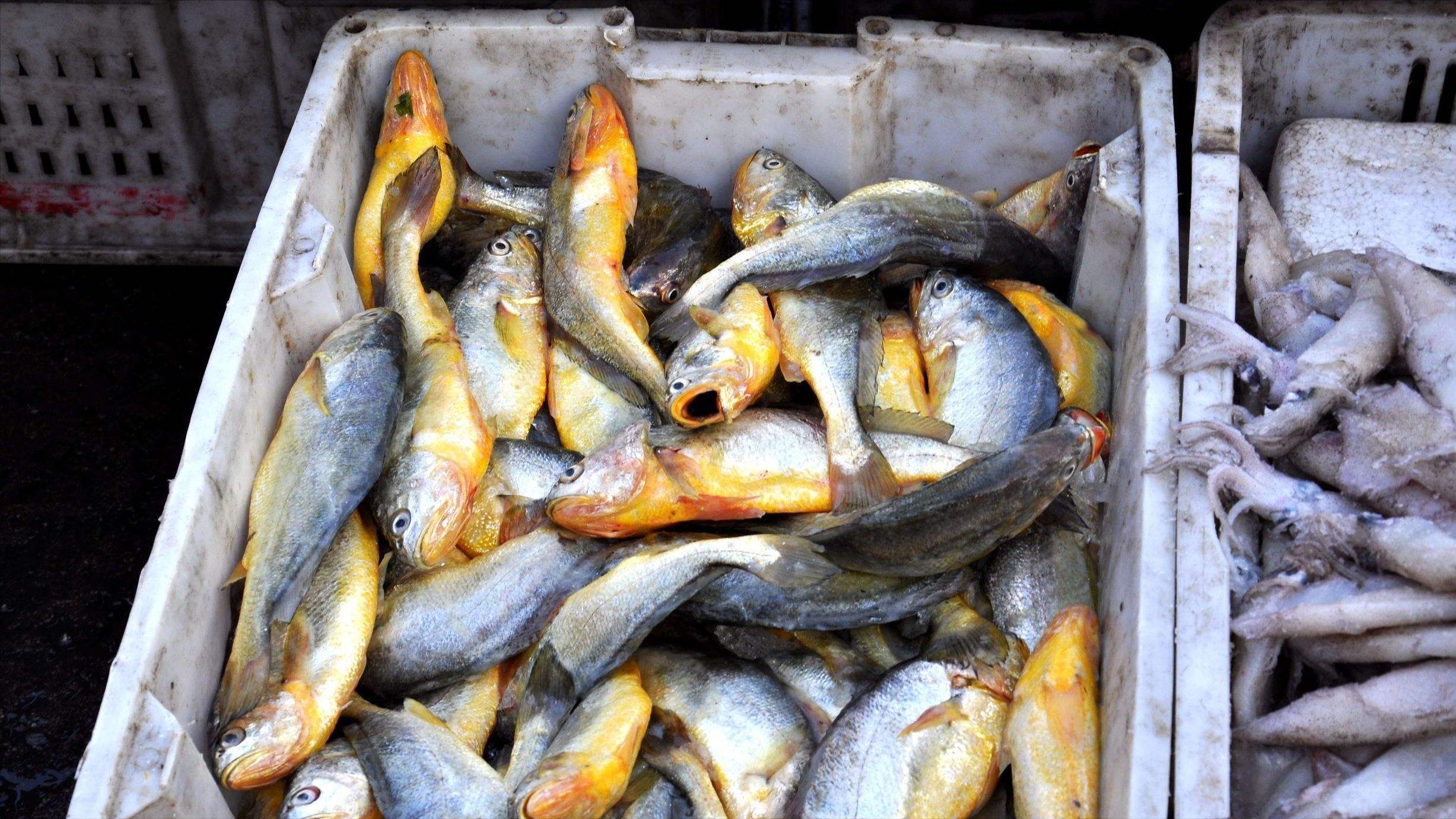 一条野生大黄鱼为啥那么贵,最贵的野生大黄鱼多少斤