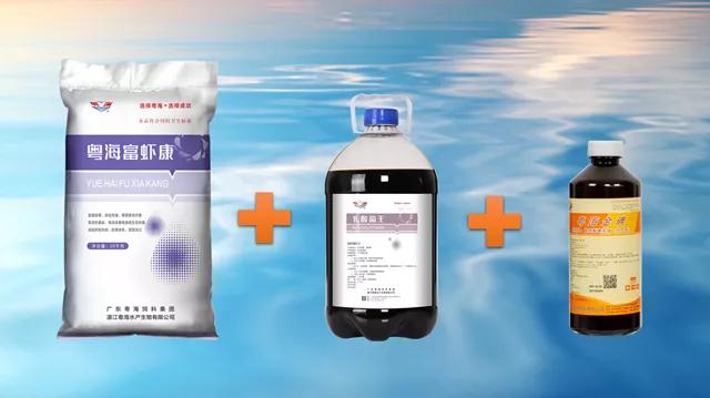 泥鳅冬季开花的养殖技术,泥鳅开花做法