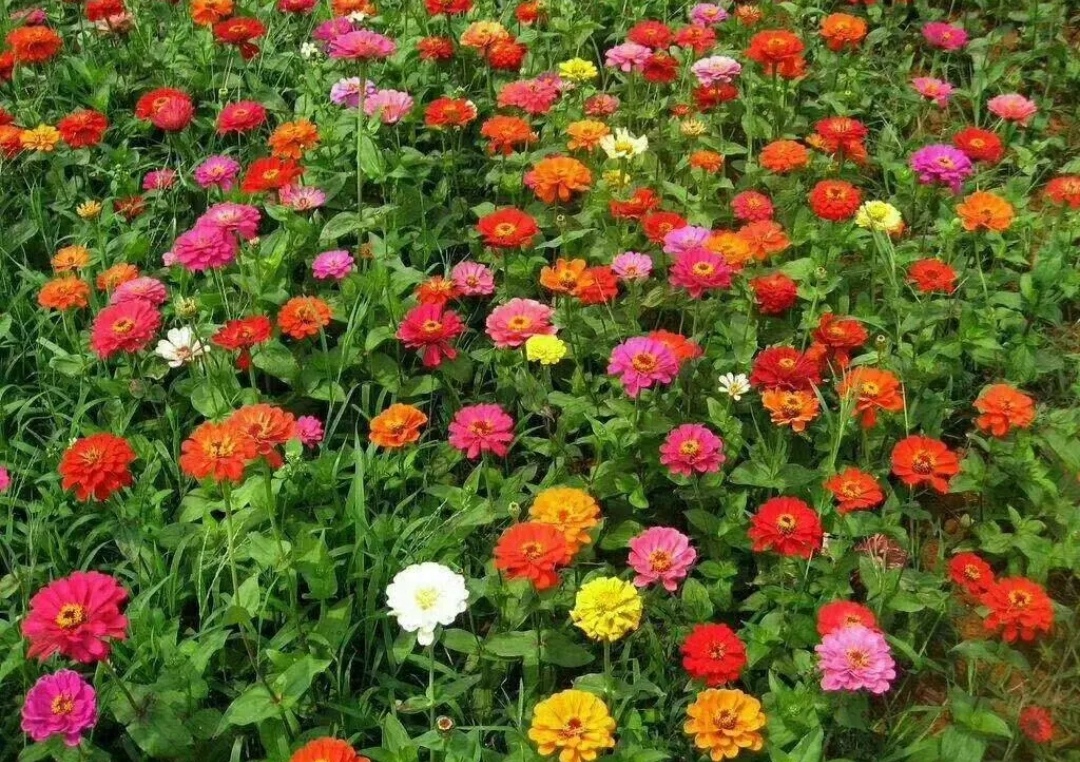 夏天养花必养这21种花耐热不怕晒,懒人养哪五种花不用浇水