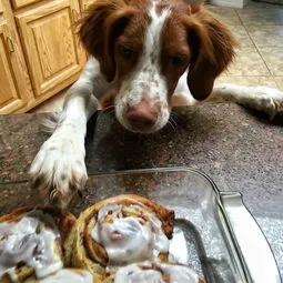 《狗王老笨的英雄路》2：七星犬自有天助，单耳立狗王大战群雄