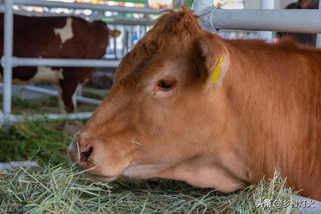 喂牛的四大误区你们知道吗,喂牛的正确方法和时间