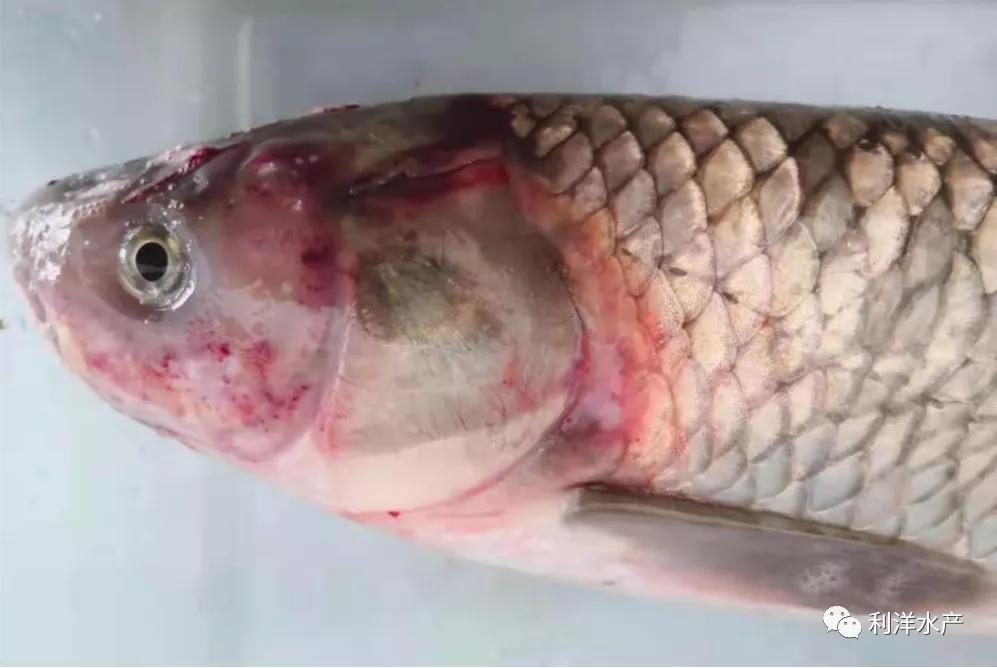 春季草鱼发病,春季草鱼发病如何防治