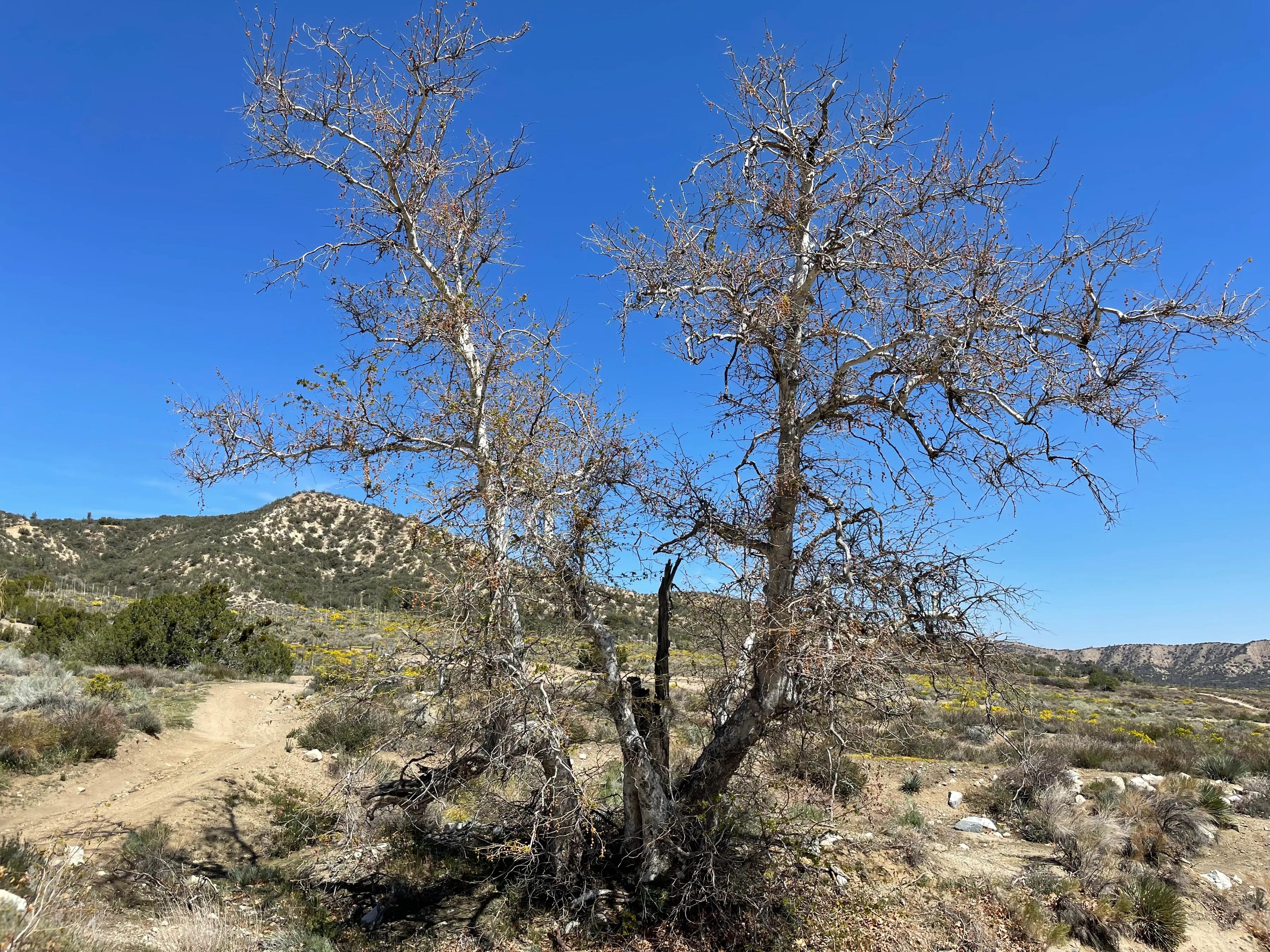 鍝戝反铦堣潏鏂硅█,鍝戝反铔愯洂