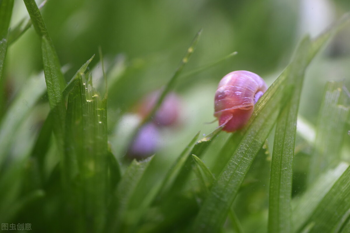 鱼缸里养苹果螺可以放水质稳定剂,什么螺可以净化鱼缸水质