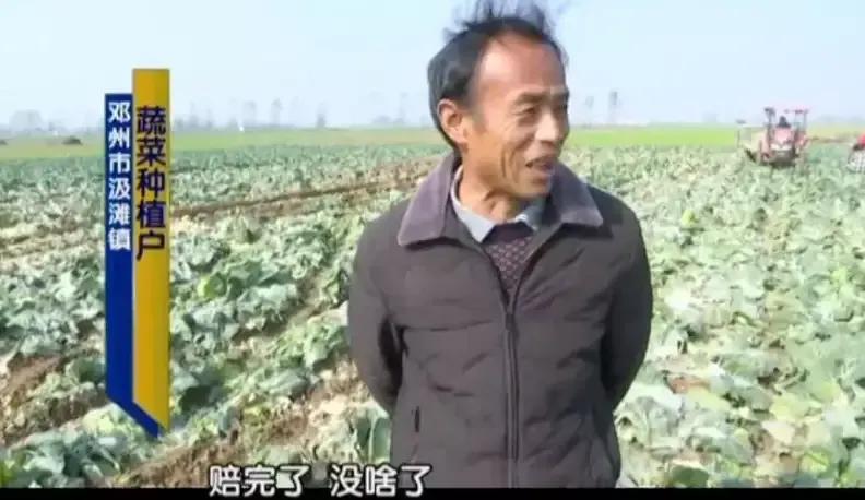 万亩田蔬菜直供,万亩蔬菜批发市场