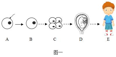 中考生物一轮复习专题训练七人的生殖发育