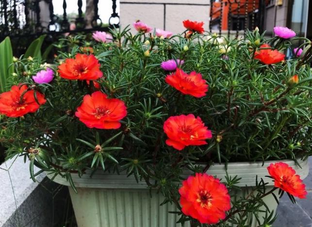 盆栽花卉的土壤变硬以后如何改变,养花小妙招盆栽土壤