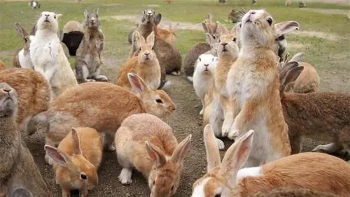澳大利亚百万骆驼泛滥成灾,澳洲野兔泛滥成灾上演人兔大战