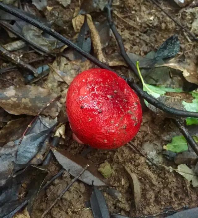 云南红菇好吃吗,云南山野红菇