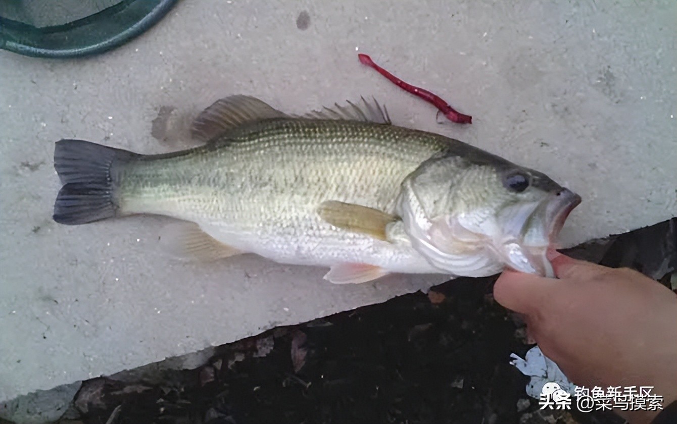 大加州鲈鱼怎么钓,加州鲈鱼钓法