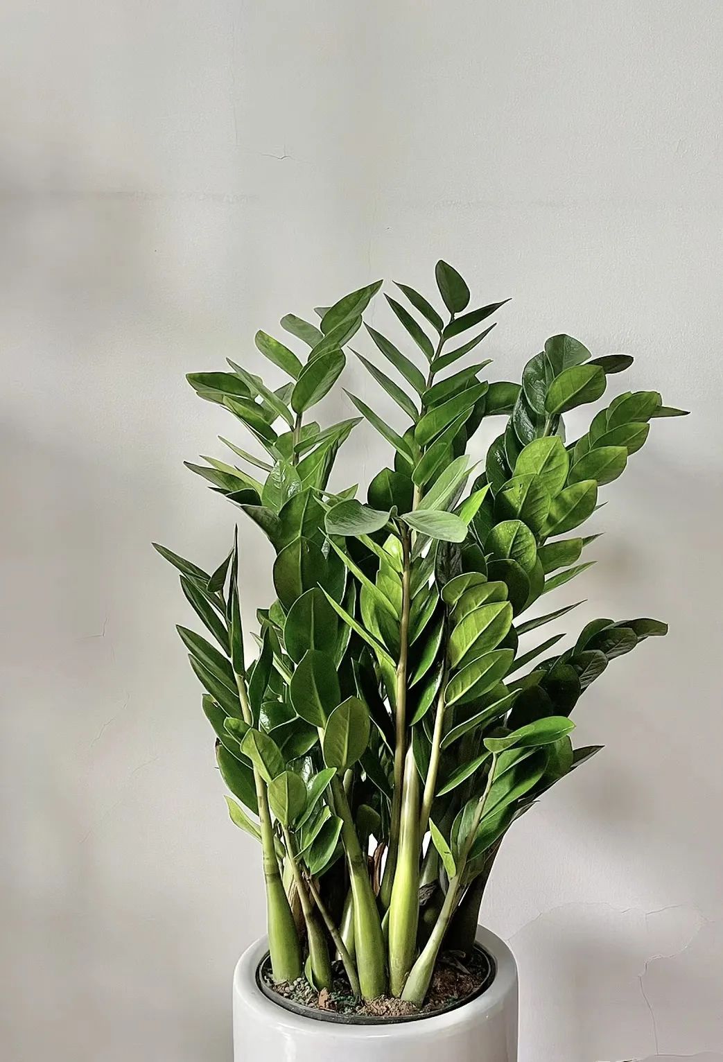 养花就养这几种高端大气上档次,养花养得又好又快的秘诀