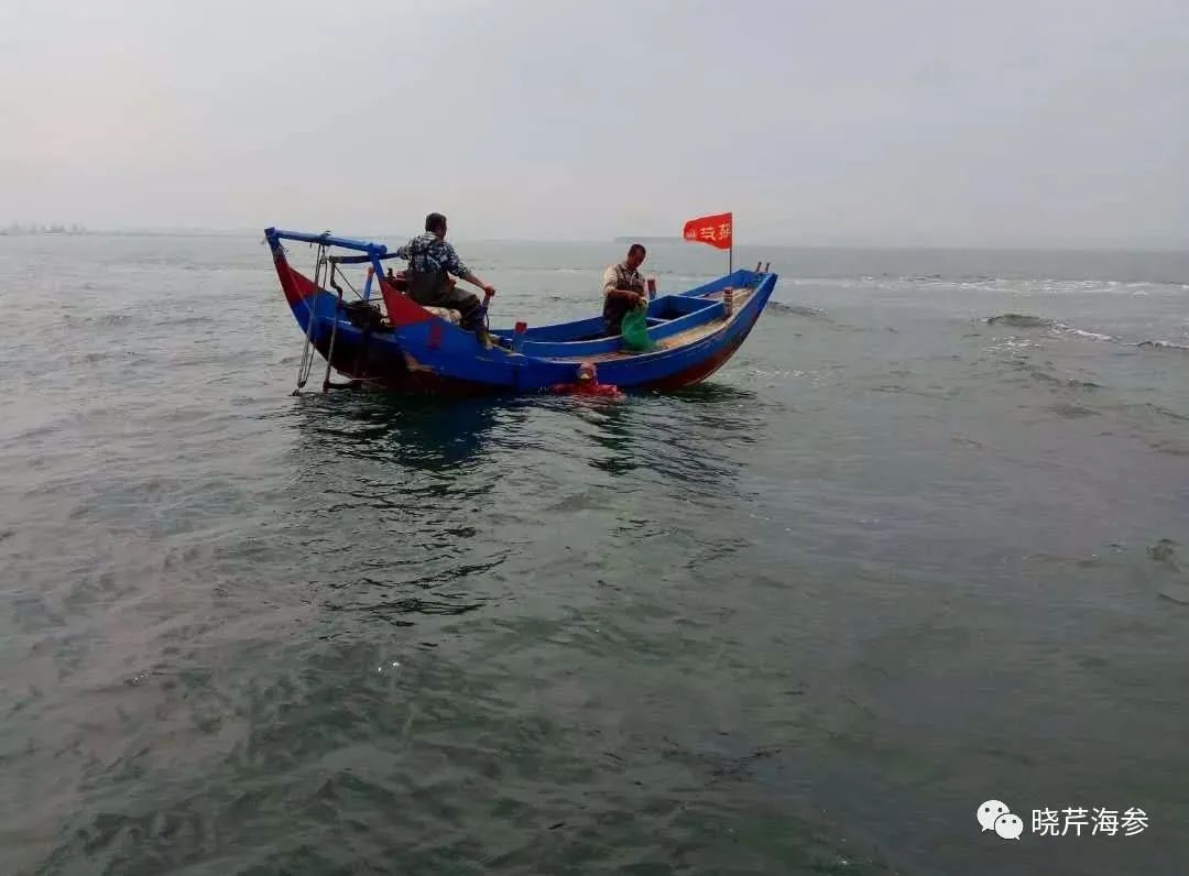 海参便宜和贵的有区别吗,红海参为什么有贵有便宜