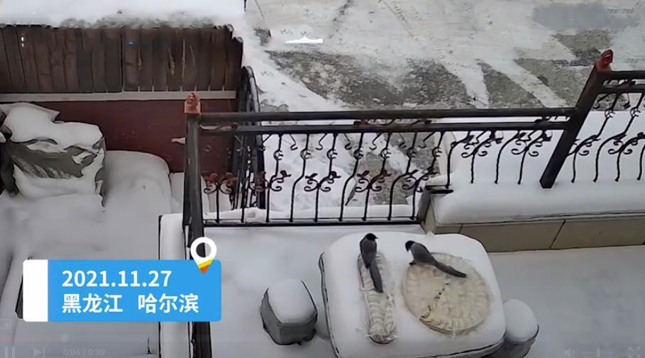 东北室外冻饺子被喜鹊叼走原视频,室外冻饺子被喜鹊叼走