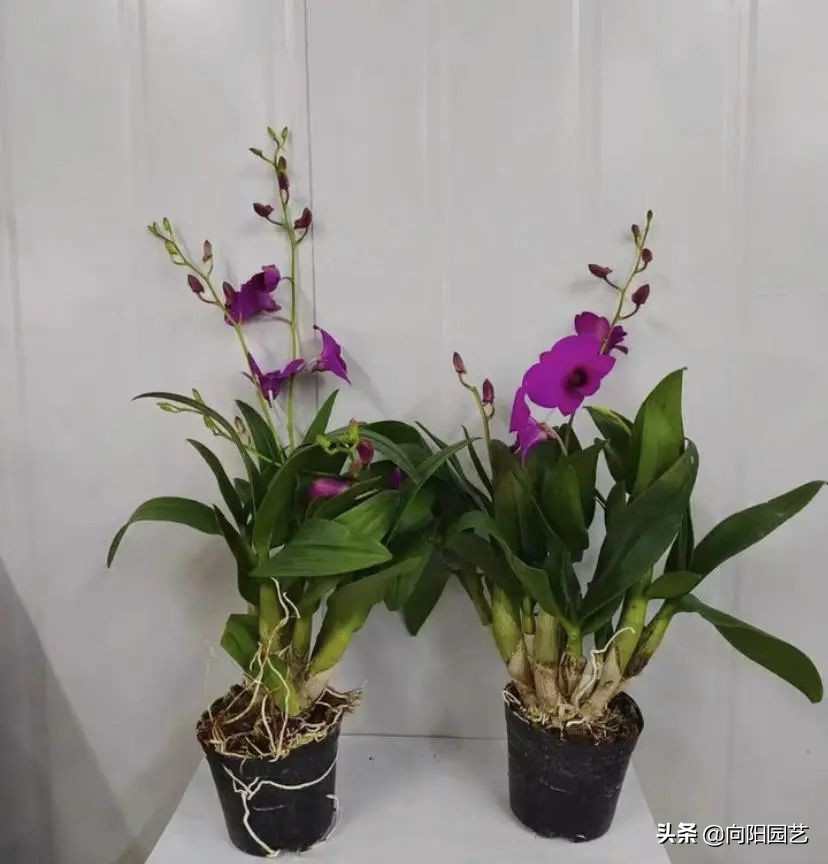 石斛高芽养多久会开花,石斛花开好看不