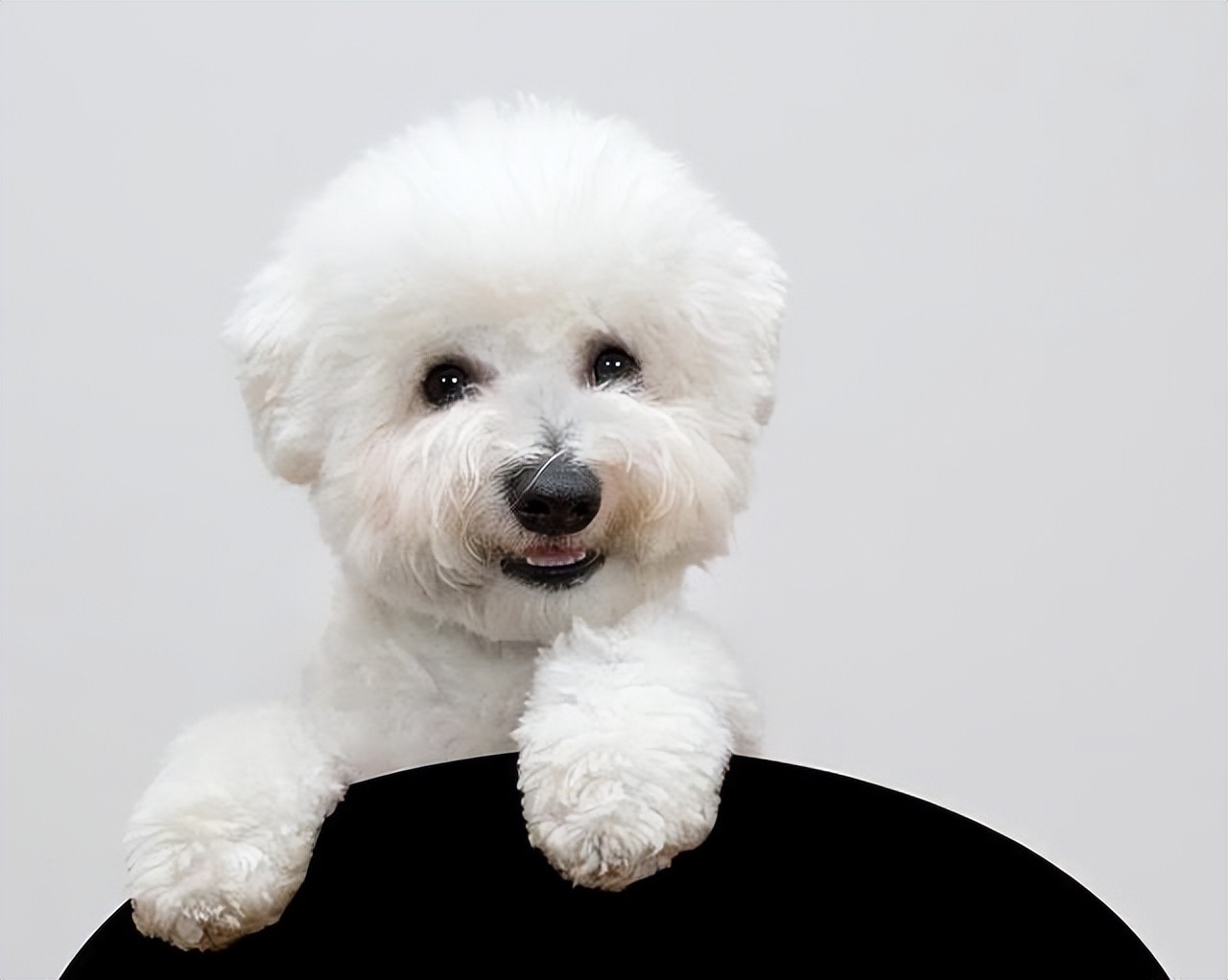 哪种狗最好养又省钱又可爱,什么狗好养还不掉毛还不贵