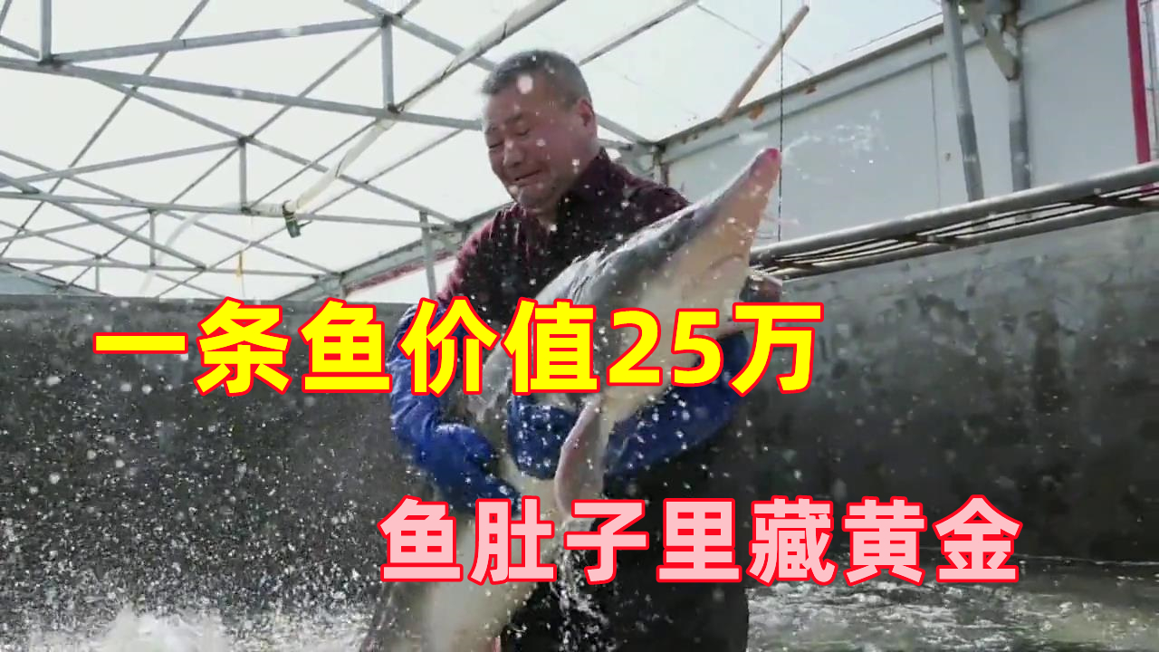 一条鱼价值25万，鱼肚子里藏“黄金”，东北老汉年赚千万财富