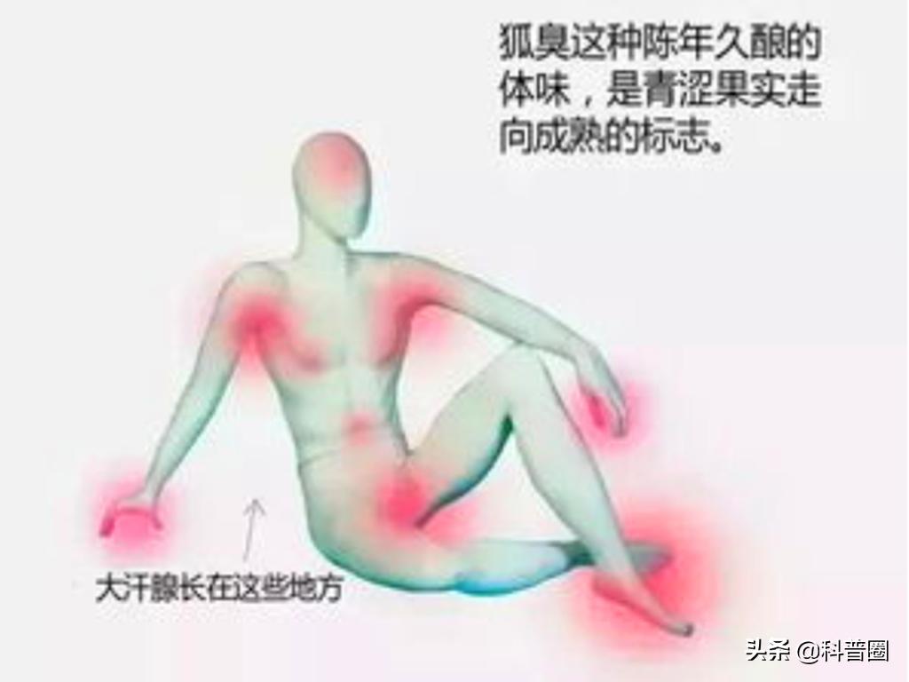 狐臭是怎么产生的？科学证实：有狐臭正常，没狐臭才是“变异者”