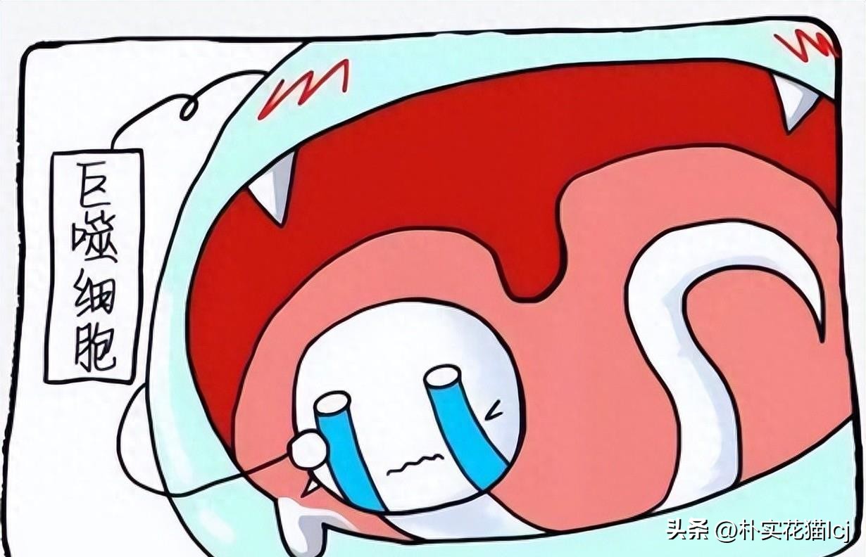 精子受孕未成功后去哪了,没有成功受孕的精子都去哪里了