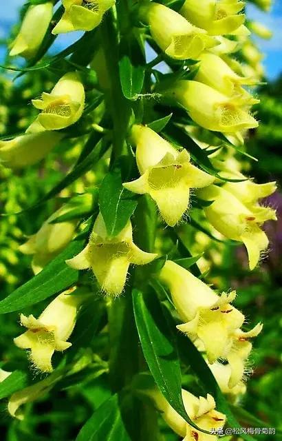 花儿朵朵开，香艳惹人爱，闻香觅花来，弄花香满衣