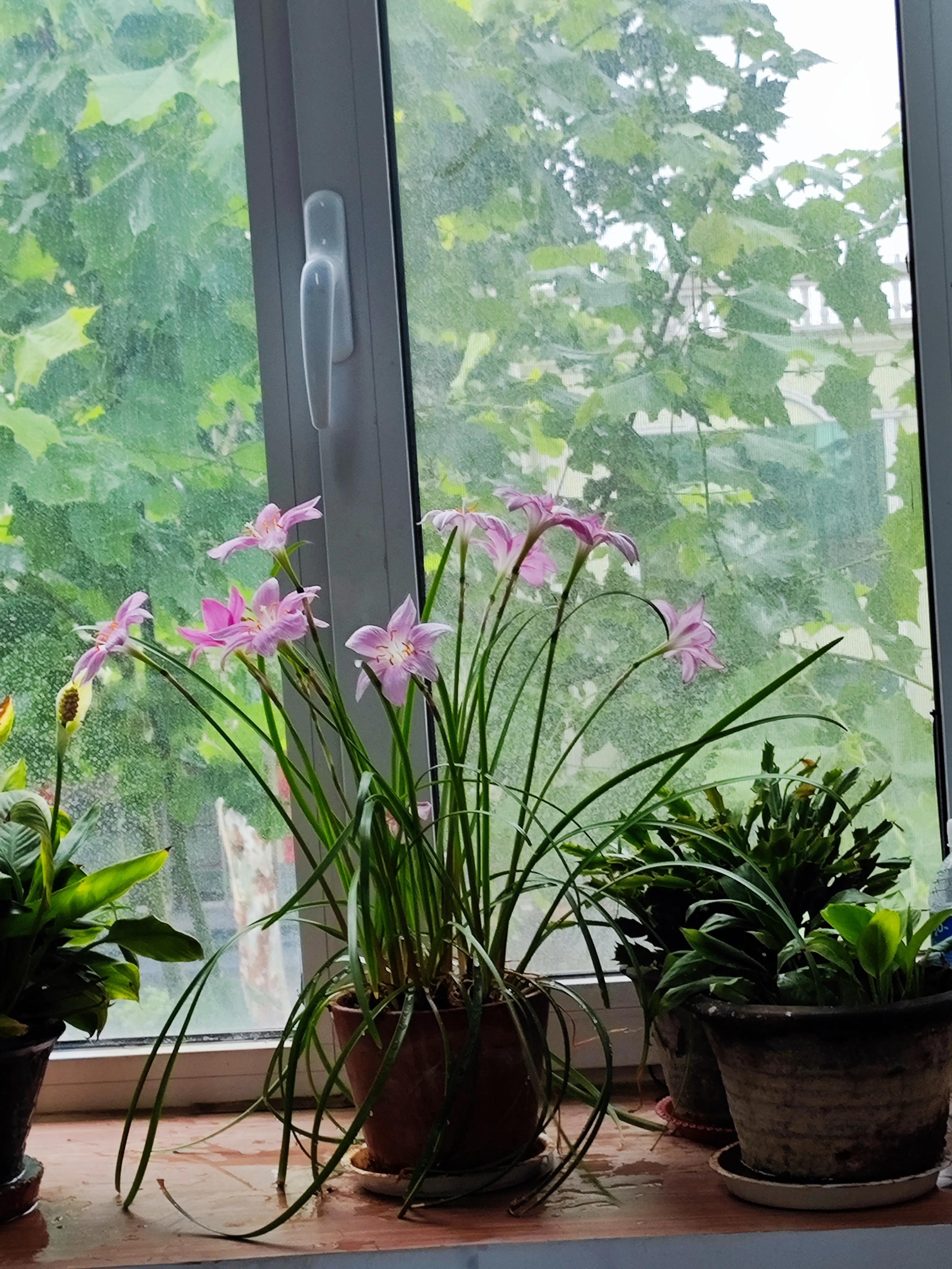 养花不只是欣赏花盆也很重要,养花不只有花开