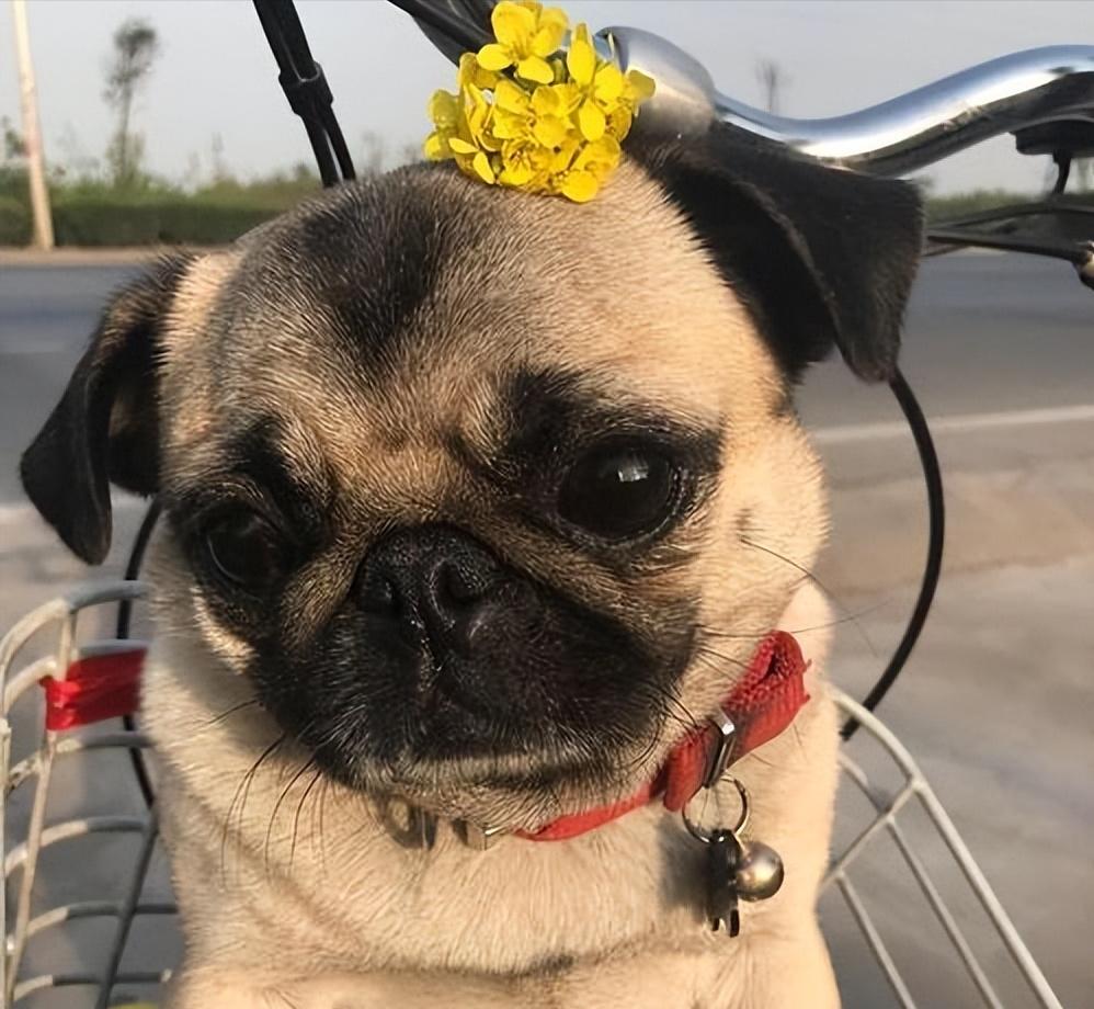 巴哥犬有眼屎怎么处理,巴哥犬有泪痕眼药水