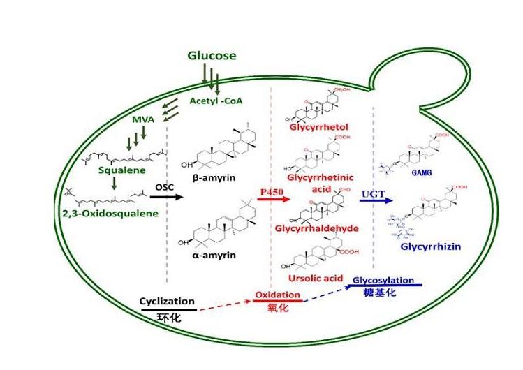 纤维素酶在农业上的应用图片,纤维素酶在膨化食品中应用