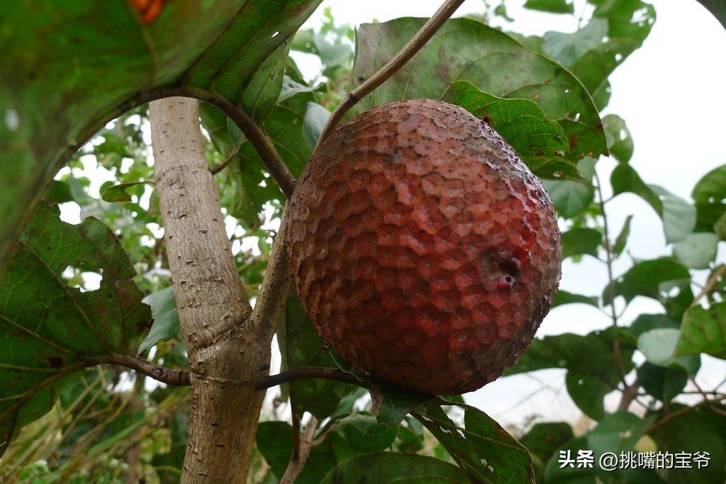 坐拥10亿亩耕地，被誉为非洲心脏的非洲第二大国，8种奇珍异果