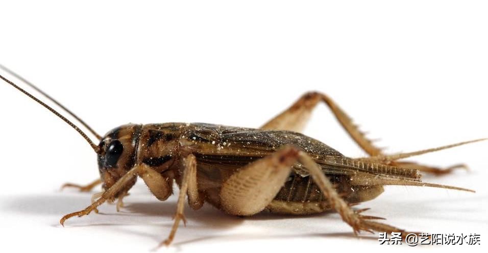 龙鱼可以喂饲料吗,养龙鱼需要加维他命吗