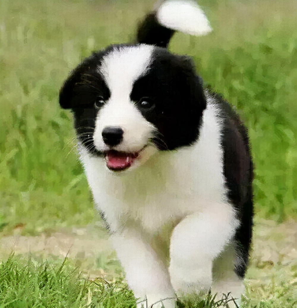 边牧便血,成年边牧便血是什么原因