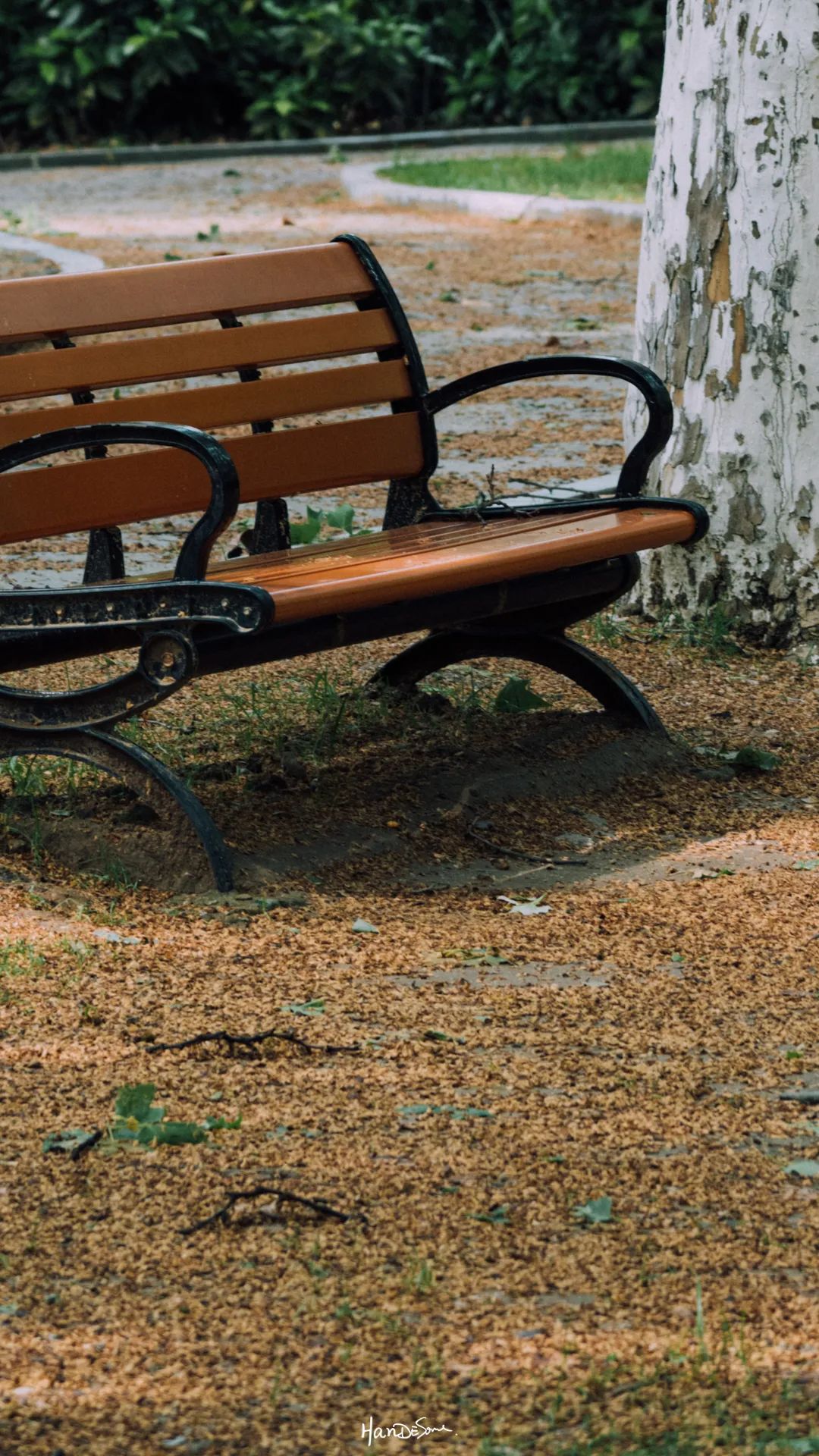 梧桐絮和石楠花,极限二选一