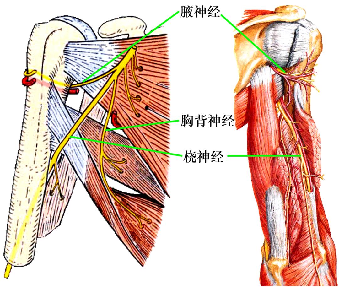 脊神经支配区域解剖图简图,脊神经及其分支的支配范围