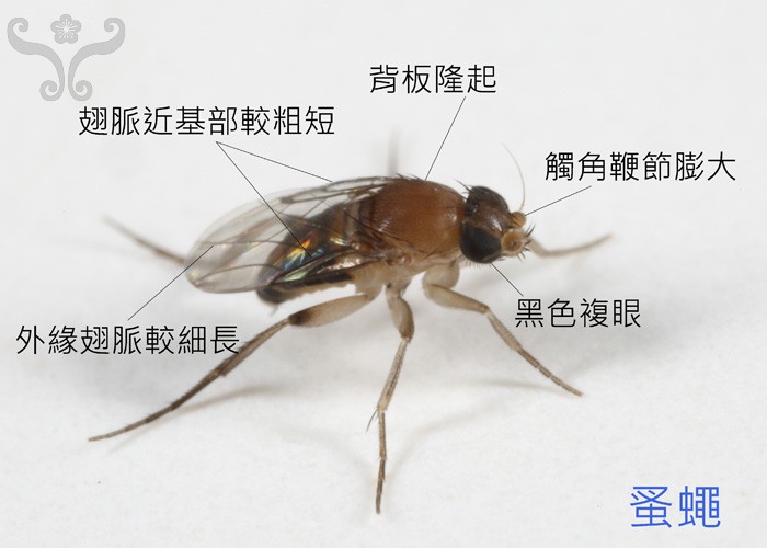 红火蚁咬伤人事件,小孩被红火蚁咬死亡