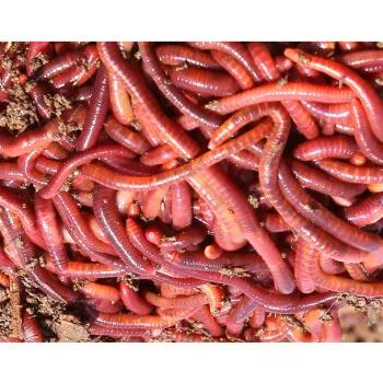 蟾蜍养殖前景效益分析论文摘要,蟾蜍养殖前景分析报告书